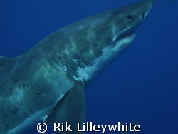 Great White pass, Guadelupe Island Mexico 2007. Awesome p... by Rik Lilleywhite 